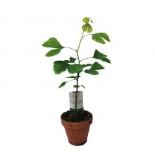 Ginkgo biloba 10 cm