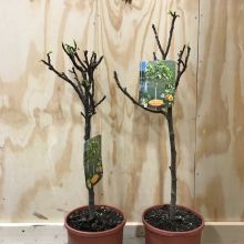 Ficus carica bornholmer 21,0 c