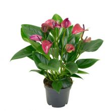 Anthurium andr. lila pur 12 cm