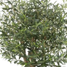 Olea europaea (oliv) uto 55 cm