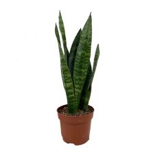 Sansevieria trifasciata  12 cm