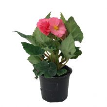 Knölbegonia 11cm