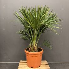 Chamaerops  humilis 33cm