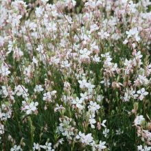 Gaura-hybrid vit 12,0 cm