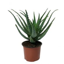 Aloe arborescens 12 cm