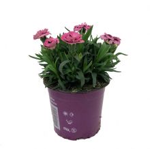 Dianthus oscar