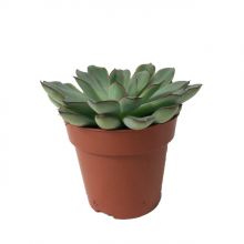 Echeveria pelusida 8,5 cm