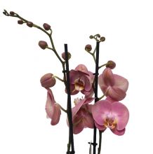 Phalaenopsis pink 14+ bl 12 cm