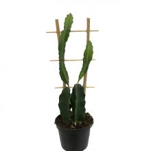 Dragon fruit cactus