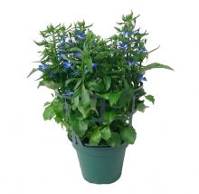 Lobelia blå 12cm