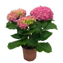 Hydrangea rosa