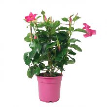 Mandevilla sund.  14 cm