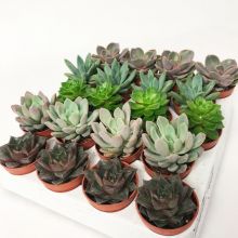 Echeveria mix 5,5 cm