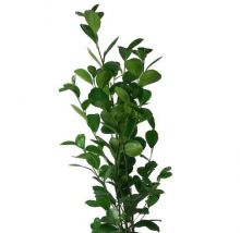 Ficus moclame 14 cm