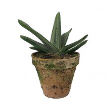 Gasteria i lerkruka 13cm