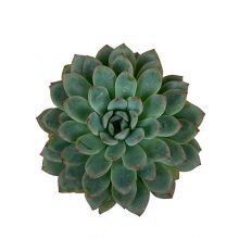 Echeveria dunas 10,5 cm