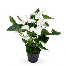 Anthurium karma white 4+ 12 cm