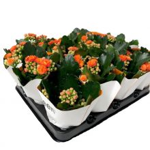 Kalanchoe mini orange