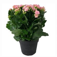 &nbsp;Kalanchoe big Rosa 13 cm.