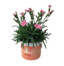 Dianthus diantica peach  10,5 