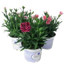 Dianthus oscar flera färger