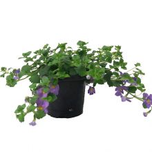 Bacopa caroliniana blå 11 cm