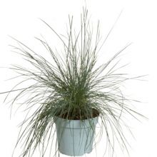 Festuca glauca intens bl 17 cm