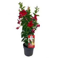 Mandevilla sund. red  17 cm