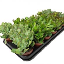 Crassula mix 8,5 cm