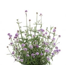 Verbena bonariensis 17cm