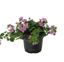 Bacopa rosa 11cm