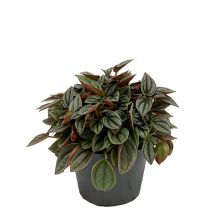 Peperomia rotundifolia 11,0 cm