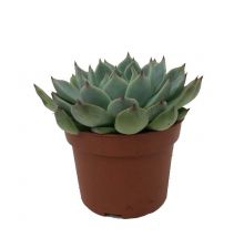 Echeveria parva