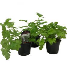 Pelargonium tomentosum 12 cm