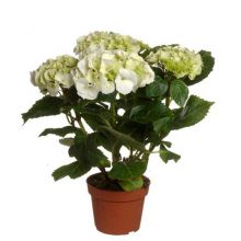 Hydrangea vit 13,0 cm