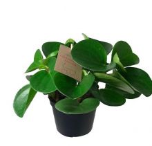 Peperomia obtusifolia  g 11,0 