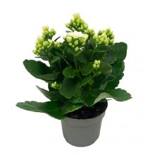 Kalanchoe queen vita 10,5 cm