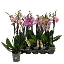 Phalaenopsis mix  _ 4 st 12 cm