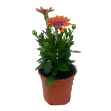 Osteosper e orange     11,0 cm