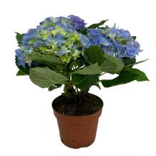 Hydrangea blå 13 cm