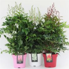 Astilbe mix 4 färger 4 s 15 cm