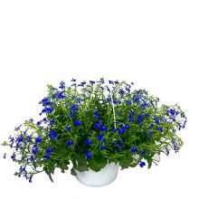 Lobelia Ampel Blå 27 cm