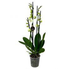 Phalaenopsis vit notting 12 cm