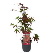 Acer palm. atropurpureum 10 cm