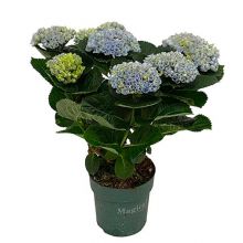 Hydrangea magical  blå 1 14,0 