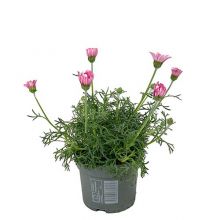 Rhodanthemum rosa    12,5 cm