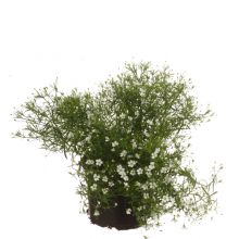 Gypsophila muralis vit 10 cm