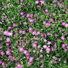 Gypsophila muralis rosa 10,0 c