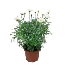 Rhodanthemum vit 12,5 cm