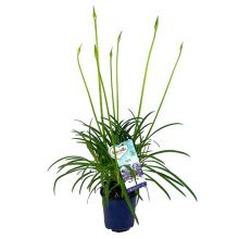 Agapanthus amourette blu 14 cm